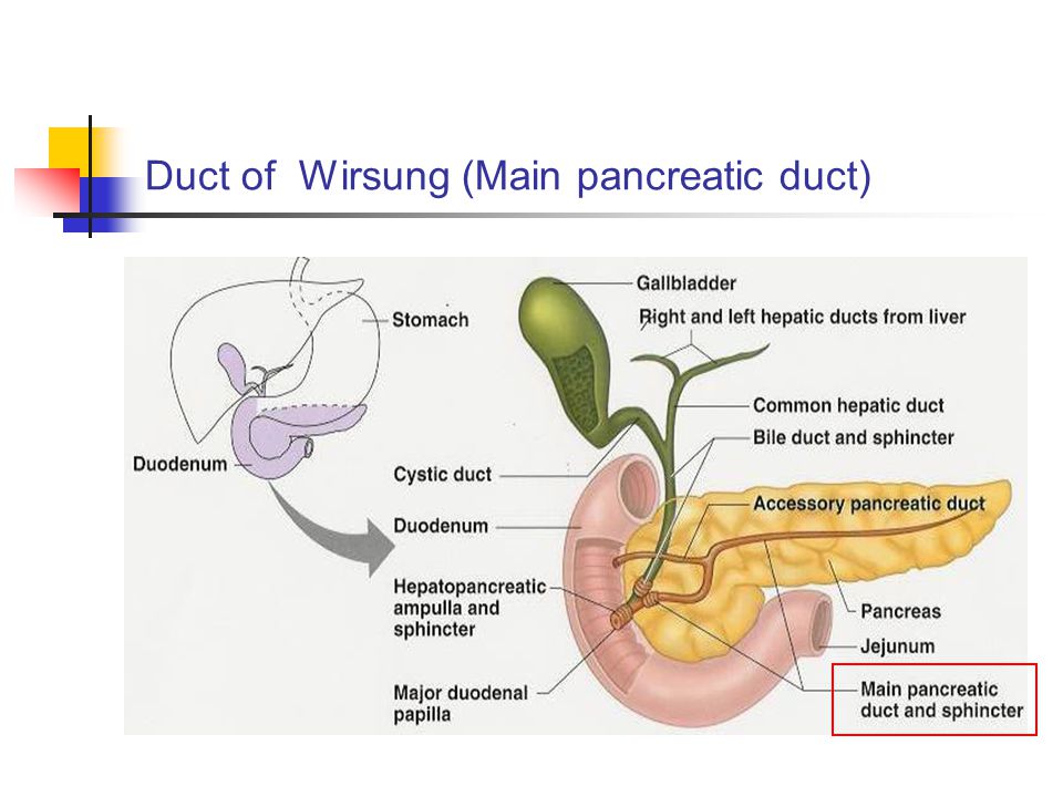 Pancreas cual es su funcion